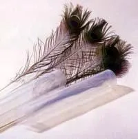 Peacock feathers set of 12